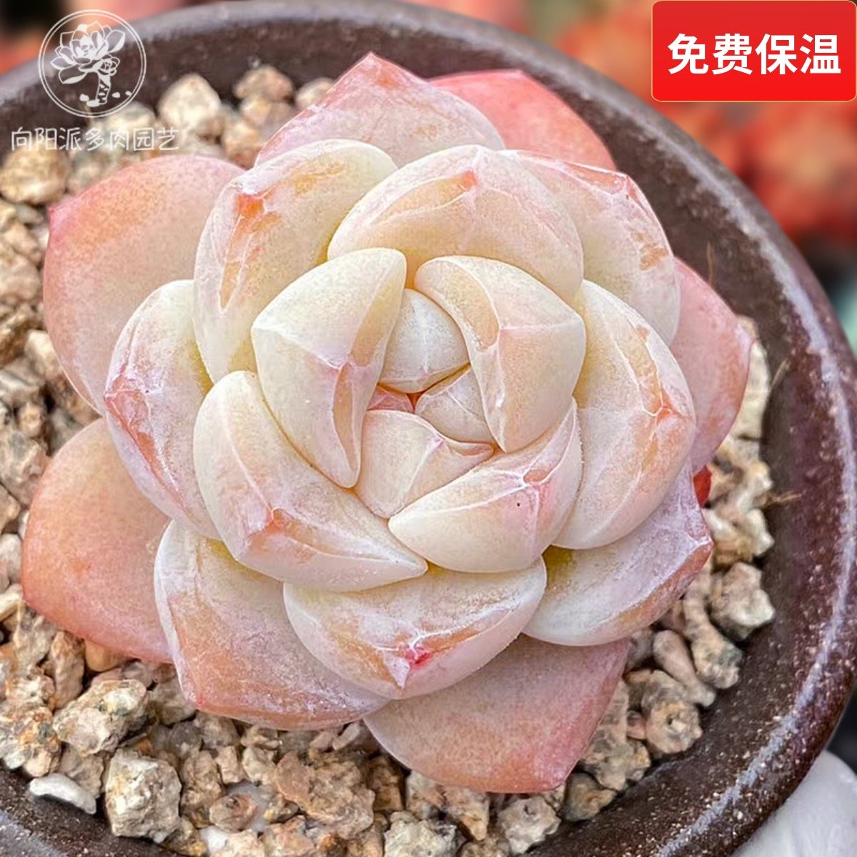 精品樱花暗纹冰玉冰透圆胖热门网红多肉植物一物一拍控养向阳派,鲜花速递/花卉仿真/绿植园艺,多肉植物,淘宝优惠券,粉丝福利购,淘宝优惠卷