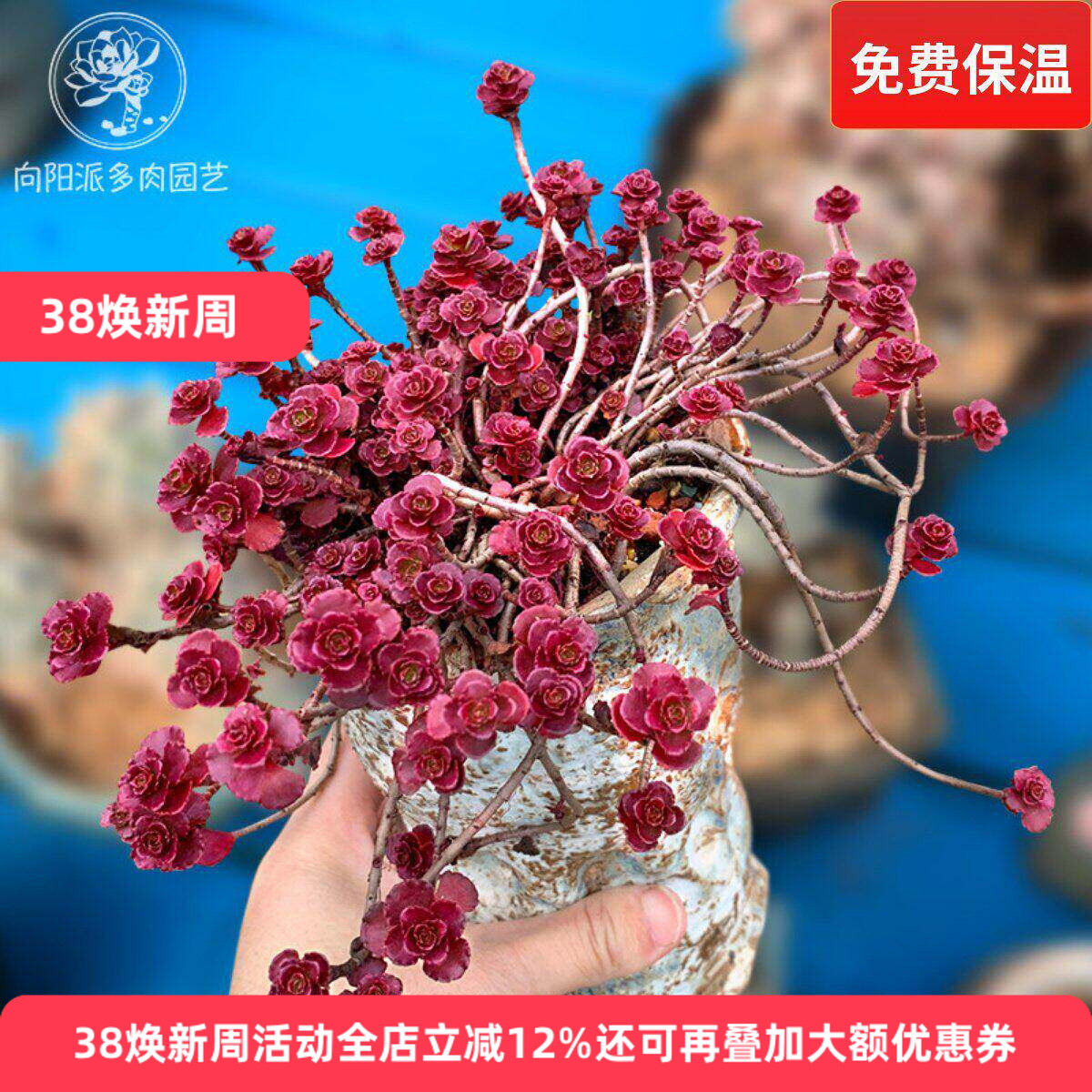 圆叶小球玫瑰一物一拍群生多肉植物盆栽老桩护盆草向阳派花卉园艺