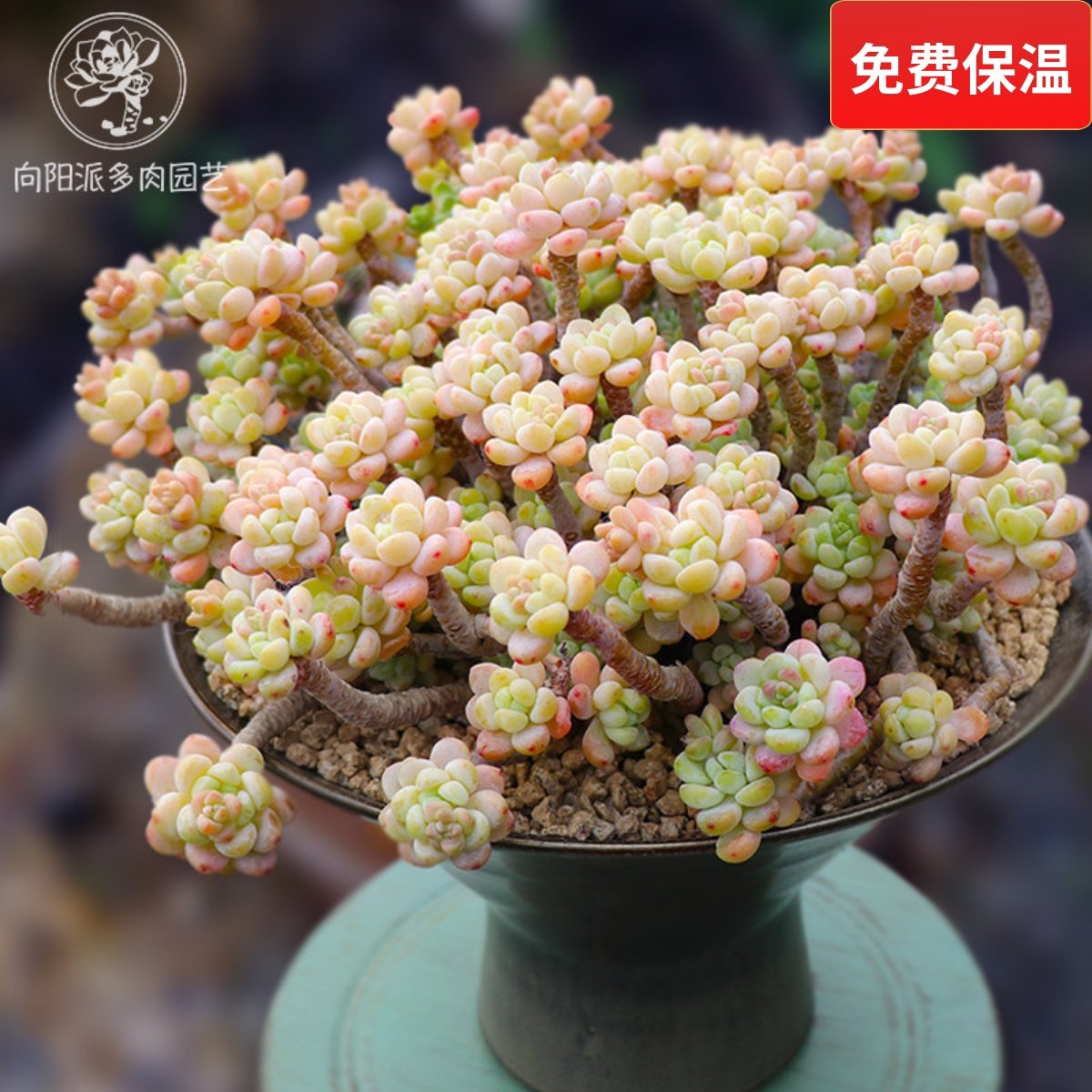 云南精品劳尔罗琦有香味老桩大群多肉植物一物一拍肥嘟嘟向阳派,鲜花速递/花卉仿真/绿植园艺,多肉植物,淘宝优惠券,粉丝福利购,淘宝优惠卷