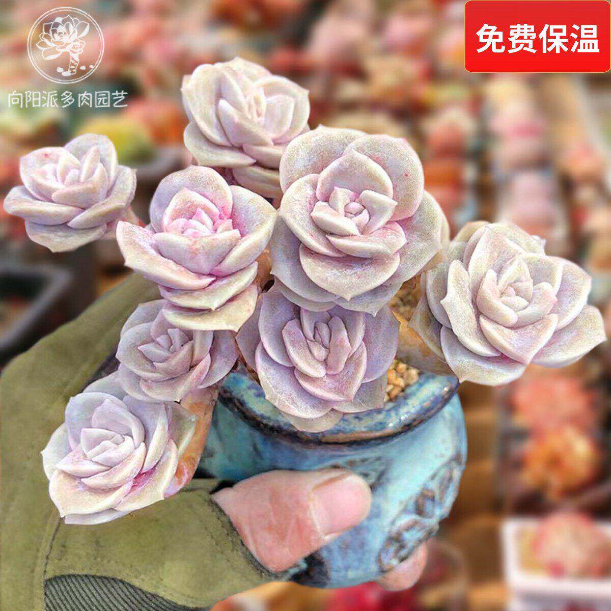 可爱玫瑰多肉植物老桩群生一物一拍包邮盆栽肉嘟嘟向阳派多肉园艺
