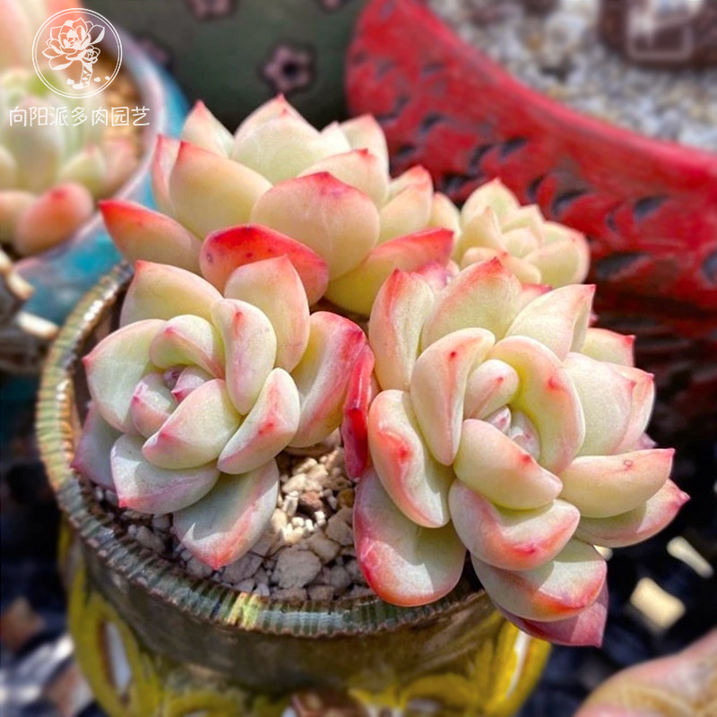 奶油泡芙阿玛贝利丽轰动肥厚可爱肉嘟嘟多肉植物一物一拍向阳派