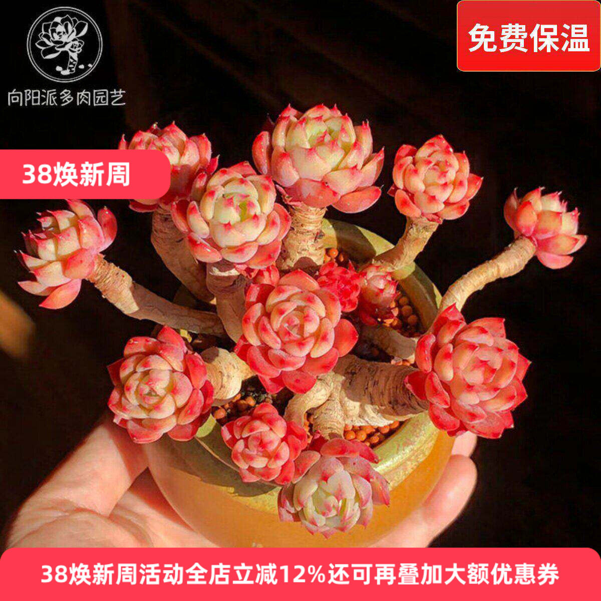 娜娜小勾胡可七福美尻多肉植物一物一拍群生老桩向阳派多肉园艺