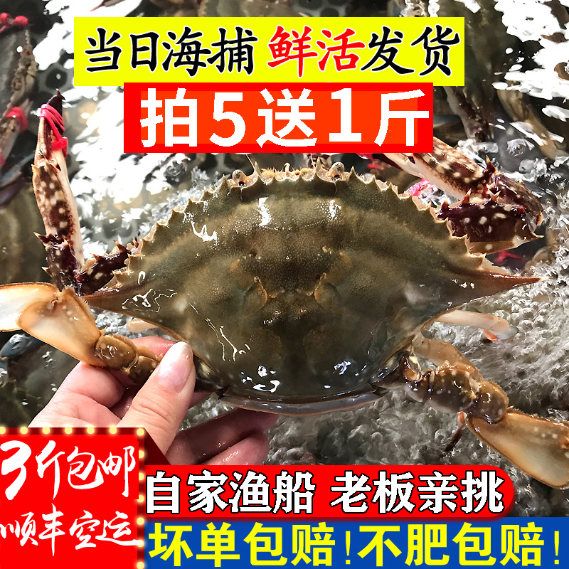 山东莱州湾梭子蟹鲜活淡红膏大母蟹新鲜带黄带膏飞蟹海蟹红膏蟹-封面