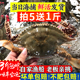 莱州海捕母梭子蟹新鲜红膏蟹大母蟹超大满黄母蟹飞蟹海蟹1斤价