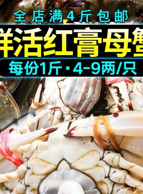 山东莱州鲜活梭子蟹红膏母蟹海蟹