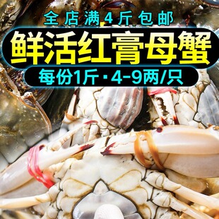 山东莱州湾梭子蟹鲜活淡红膏大母蟹 新鲜带黄带膏飞蟹海蟹红膏蟹