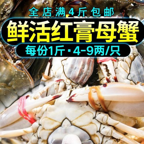 梭子蟹莱州飞蟹红膏蟹满黄母蟹