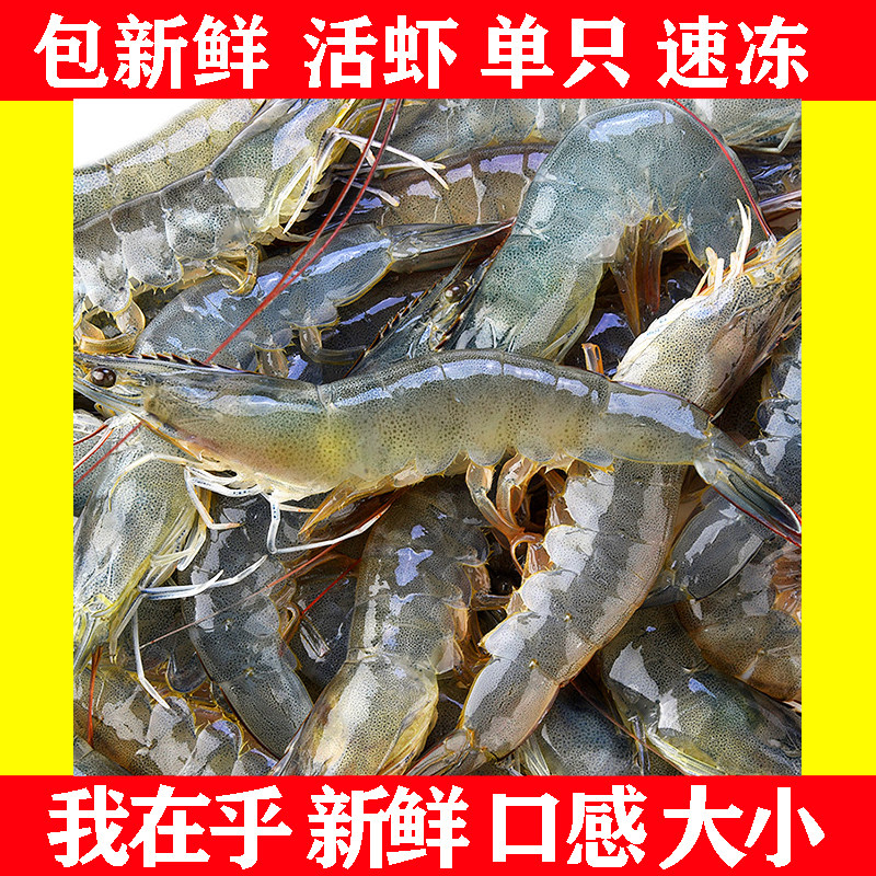 大虾鲜活超大新鲜海捕大虾青岛海虾青虾对虾基围虾鲜活大白虾 2斤