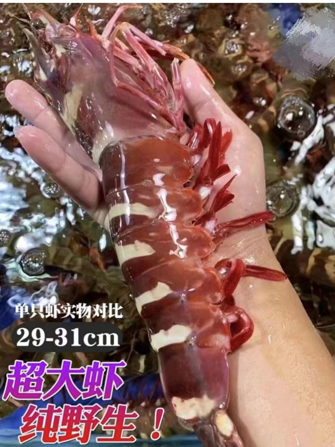 超大老虎虾黑红虎虾海虾新鲜海捕活虾