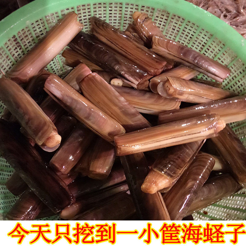 竹蛏子鲜活 海鲜海蛏子鲜活 活的海蛏子王 野生大竹蛏子 贝类海鲜