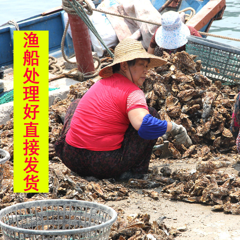 烟台海蛎子鲜活新鲜牡蛎贝类海瓜子 大生蚝海鲜 烧烤即食生吃肉肥