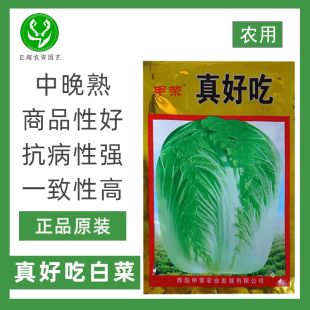 申荣真好吃白菜种子中晚熟丰产抗病一致性高叶球叠抱杂交白菜种子