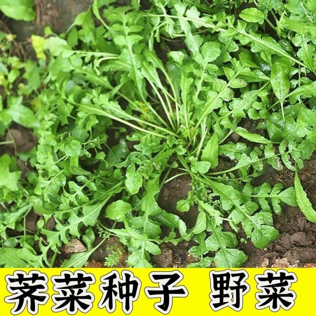 大叶荠菜种籽野菜种子抗寒耐热抗旱长势快春秋季适播家庭园艺农用