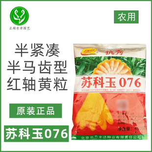 苏科玉076玉米种子半紧凑型红轴黄粒高产稳产大田农家玉米种籽孑