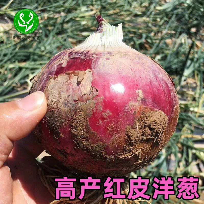 红皮洋葱种子原装正品高产好吃不易裂蔬菜种籽耐寒紫皮四季盆栽种