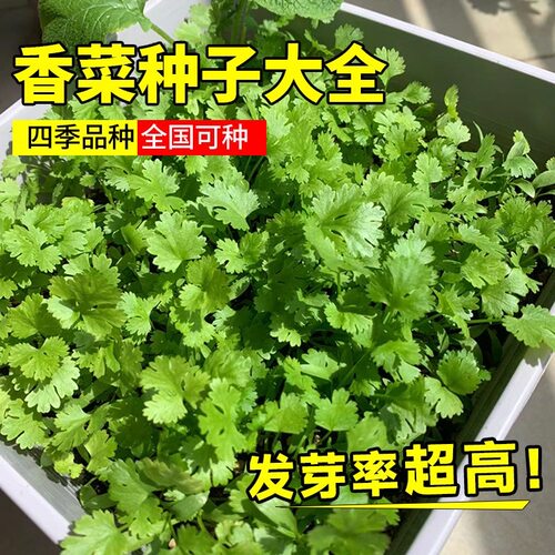 京研四季大叶香菜种子四季播种