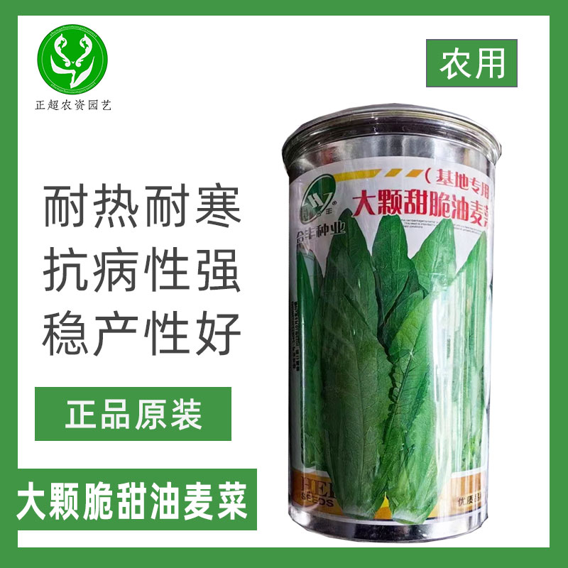 合丰种业大颗甜脆油麦菜种子图片