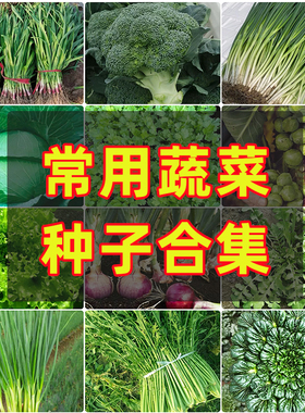 四季菜籽种蔬菜种子套餐生菜香菜种孑大叶种籽葱种优质籽盆栽阳台