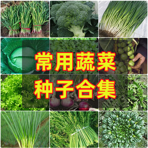 蔬菜种子套餐盆栽四季多买优惠