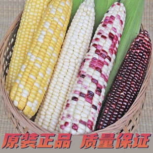 鲜食糯玉米种子合集高产抗病万糯2000美玉7号糯玉米种子原装农用