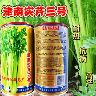 津南实芹三号芹菜种子四季播种耐热抗病高产家庭小院农家大田种植