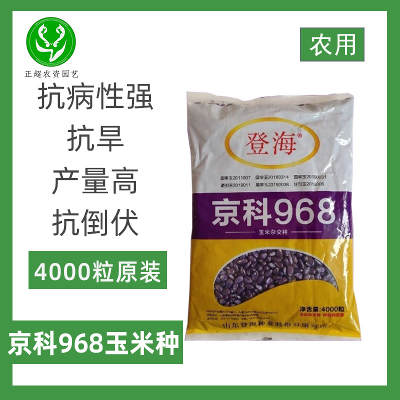 京科968玉米种子抗旱玉米种子大棒抗倒伏产量高大田专用