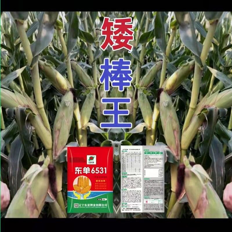 四国审东单6531高产玉米种双胞胎抗倒抗病1331南北批苞谷扛旱涝优