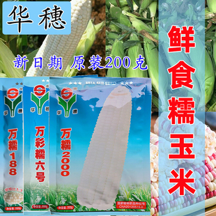 华穗玉米种子合集万糯2000万糯188万彩糯6号鲜食甜糯高产抗病种籽