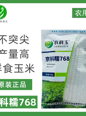 京科糯768白糯玉米种子不突尖大穗高产非转基因审定白糯玉米种子