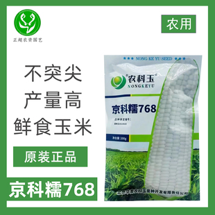 京科糯768白糯玉米种子不突尖大穗高产非转基因审定白糯玉米种子