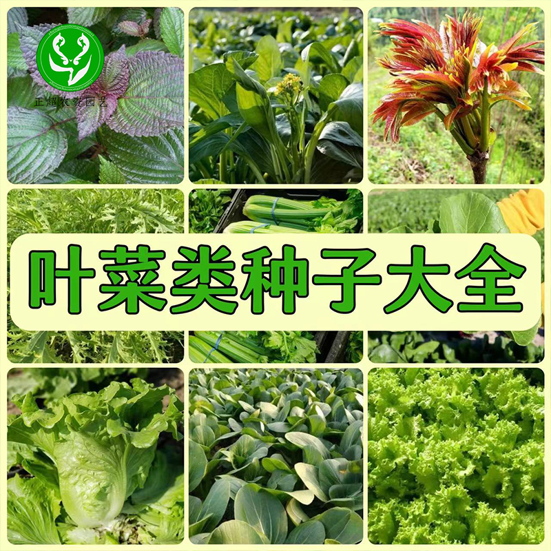 叶菜类种籽生菜白菜娃娃菜蔬菜种