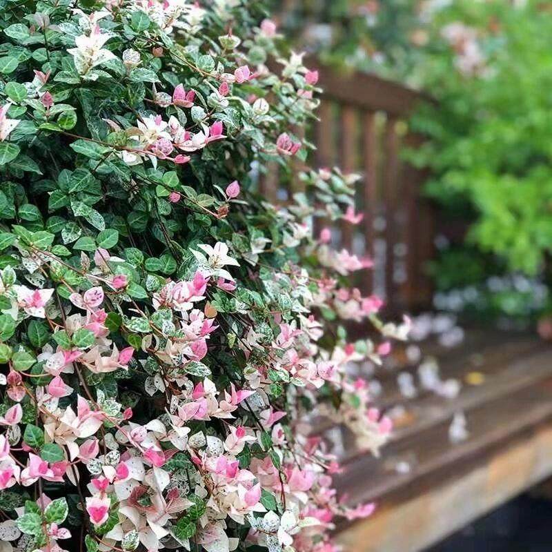 花叶络石四季观叶绿植盆栽