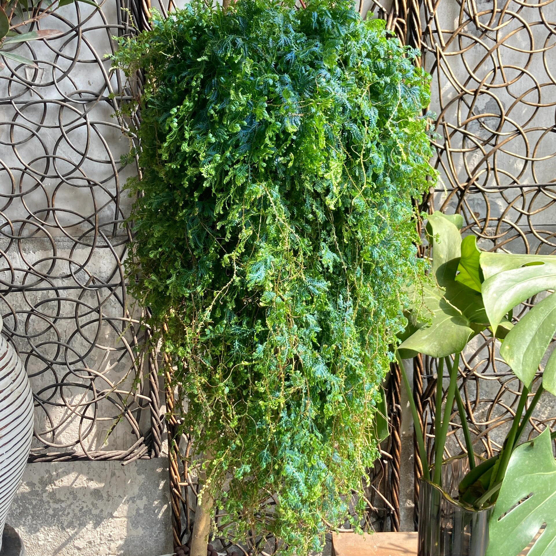 变色龙蕨翠云草珊瑚蕨新奇植物室内吊兰垂吊好养耐阴喜水绿植盆栽