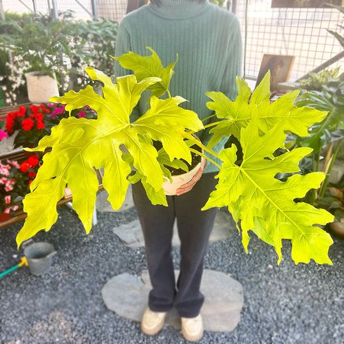 黄金春羽瓦萨维奇蔓绿绒撕裂春羽赛洛姆热带绿植室内观叶植物窗台