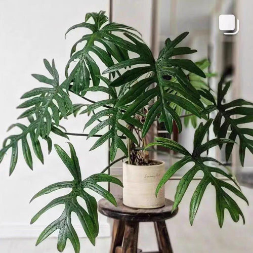 羽裂蔓绿绒耐阴好养观叶植物