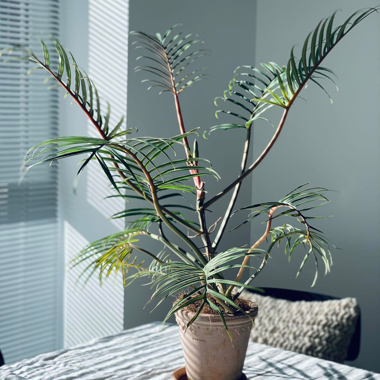 鱼骨蔓绿绒ins风热植盆栽