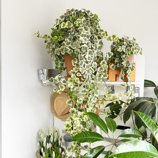 雪莹常春藤吊兰植物垂吊爬藤盆栽阳台耐阴网红绿植室内净化空气