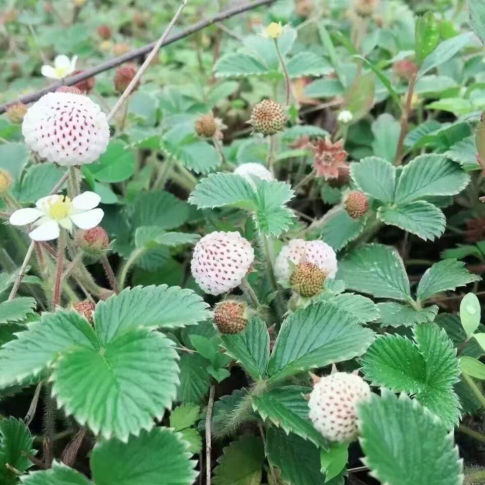 云南白草莓白莾白米泡儿菠萝蜜野草莓儿当季带花苞现挖鲜活发货