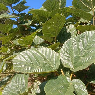 大果榕鲜叶云南超大无花果鲜叶巨拟叶螽冠脉螽斯专吃食物叶片