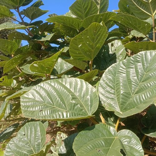 大果榕鲜叶云南超大无花果鲜叶巨拟叶螽冠脉螽斯专吃食物叶片