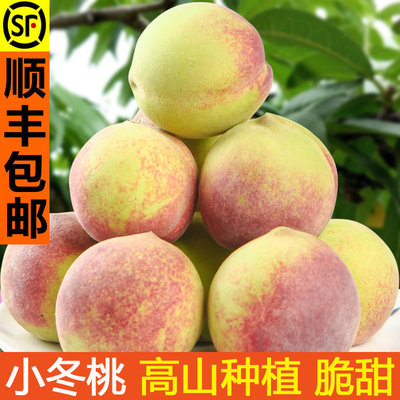 山东蒙阴蜜桃冬雪蜜桃现摘脆甜秋桃毛桃小冬桃应季新鲜桃子水果