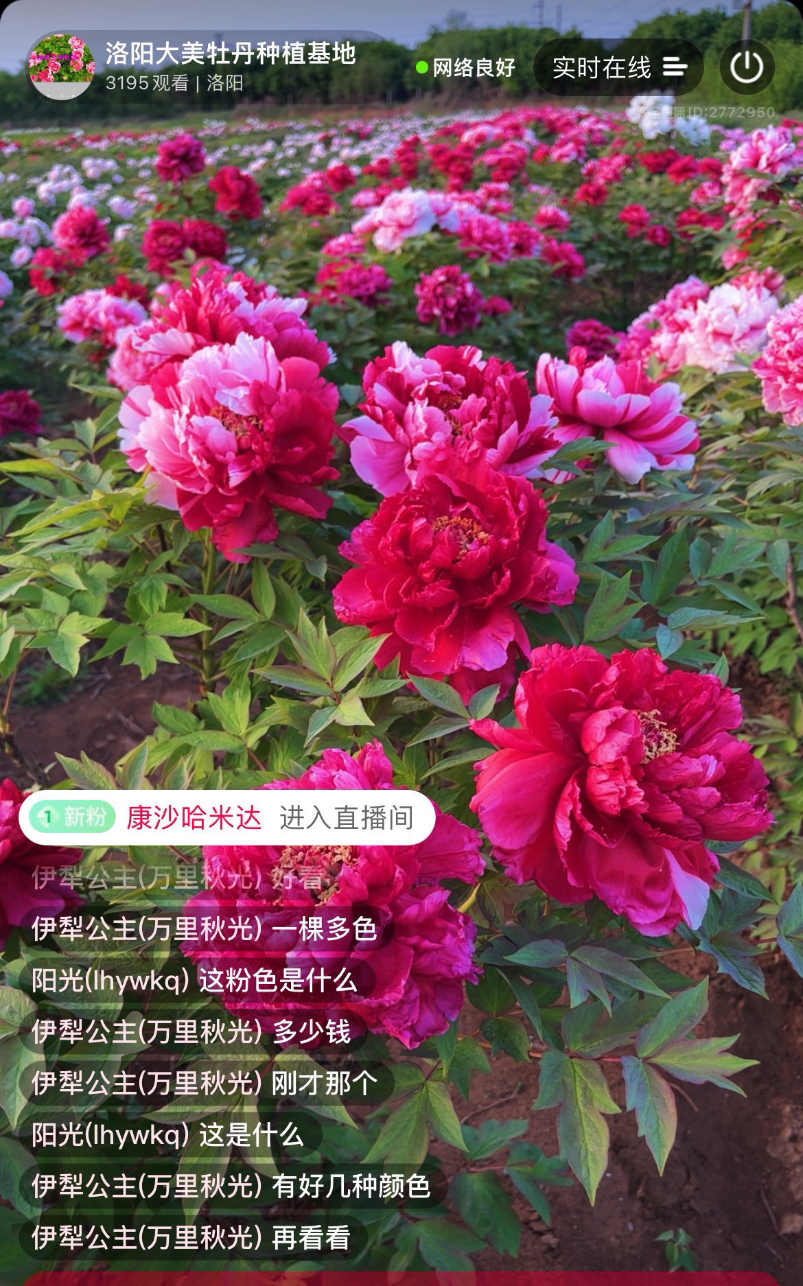 洛阳牡丹芍药  一物一拍