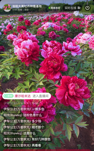 洛阳牡丹芍药  一物一拍