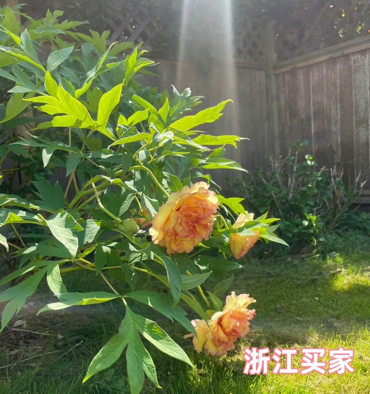 黄牡丹金阁晚花期带香味花重会垂头花园庭院洛阳重瓣牡丹