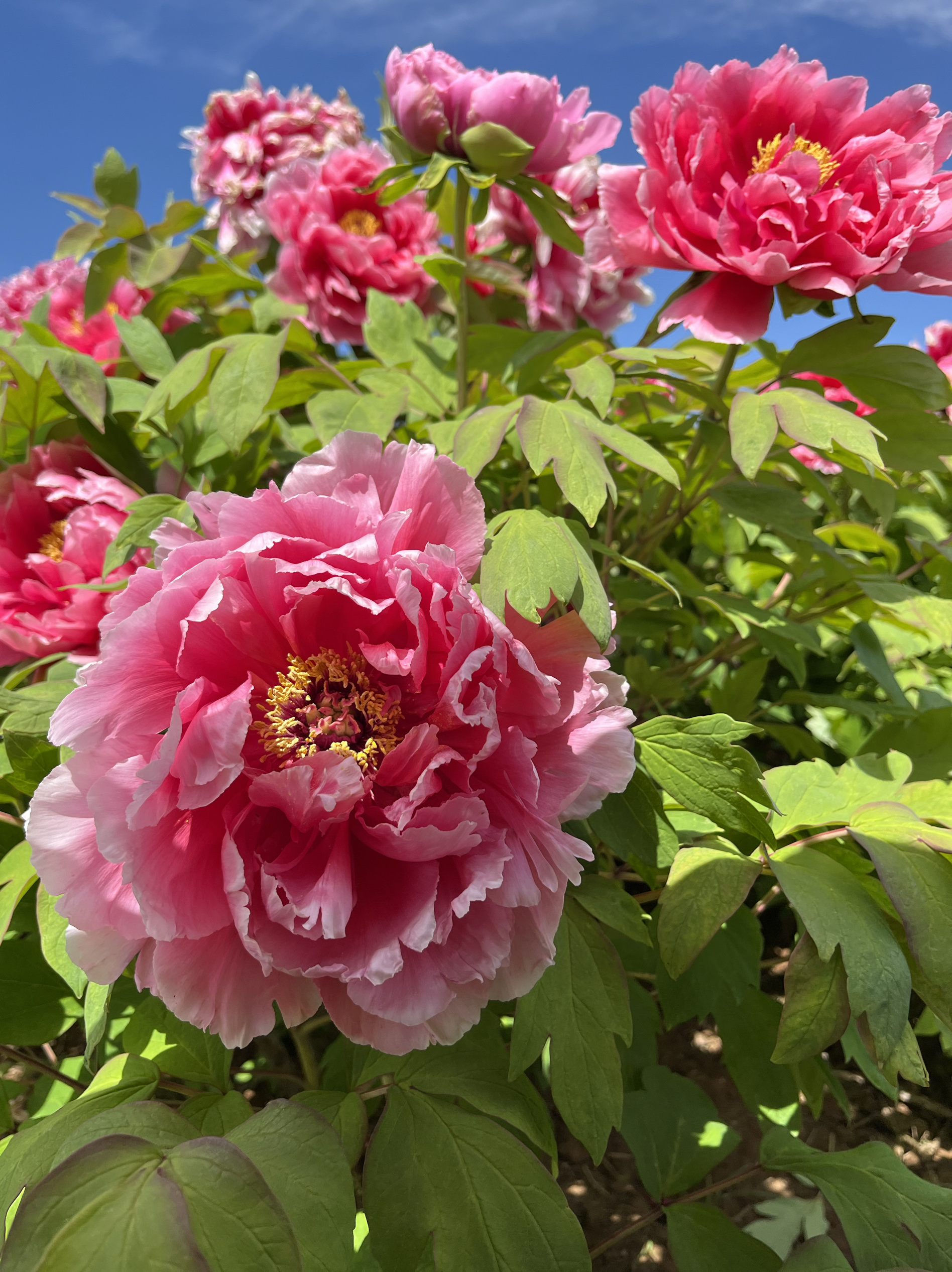 红牡丹【新七福神 5月开花长势强 洛阳大美基地直发庭院耐寒花卉