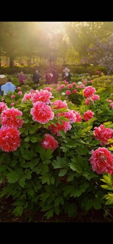 牡丹盆栽 带花苞老盆养洛阳牡丹室内庭院阳台花园皮实好养花卉