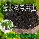 发财树专用土发财树适用土营养土疏松透气盆栽绿植专用种植土壤