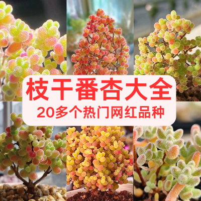 糖果多肉蜜桔糖球米粒红宝石枝干番杏多肉室内迷你小盆栽四季好养