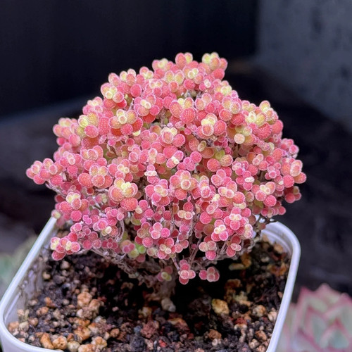 蜜桔糖球冰晶多肉枝干番杏多肉糖果多肉植物室内迷你小盆栽多肉