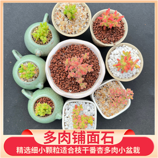 多肉铺面石枝干番杏多肉等小盆栽专用可用于泥炭土配置颗粒土